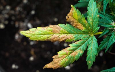 How to Cure Nutrient Deficiency in Cannabis Plants