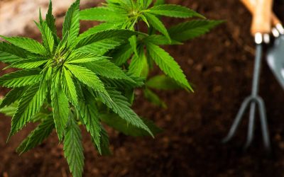 Best Soils for Growing Weed