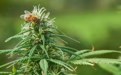 Can Cannabis Help Restore The Bee Population