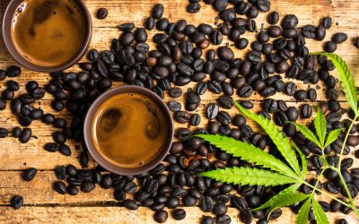 Cannabis vs Caffeine