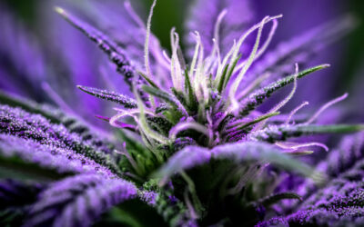 What Is Purple Weed – Why Does Weed Turn Purple?
