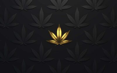 What To Do With Marijuana Leaves?